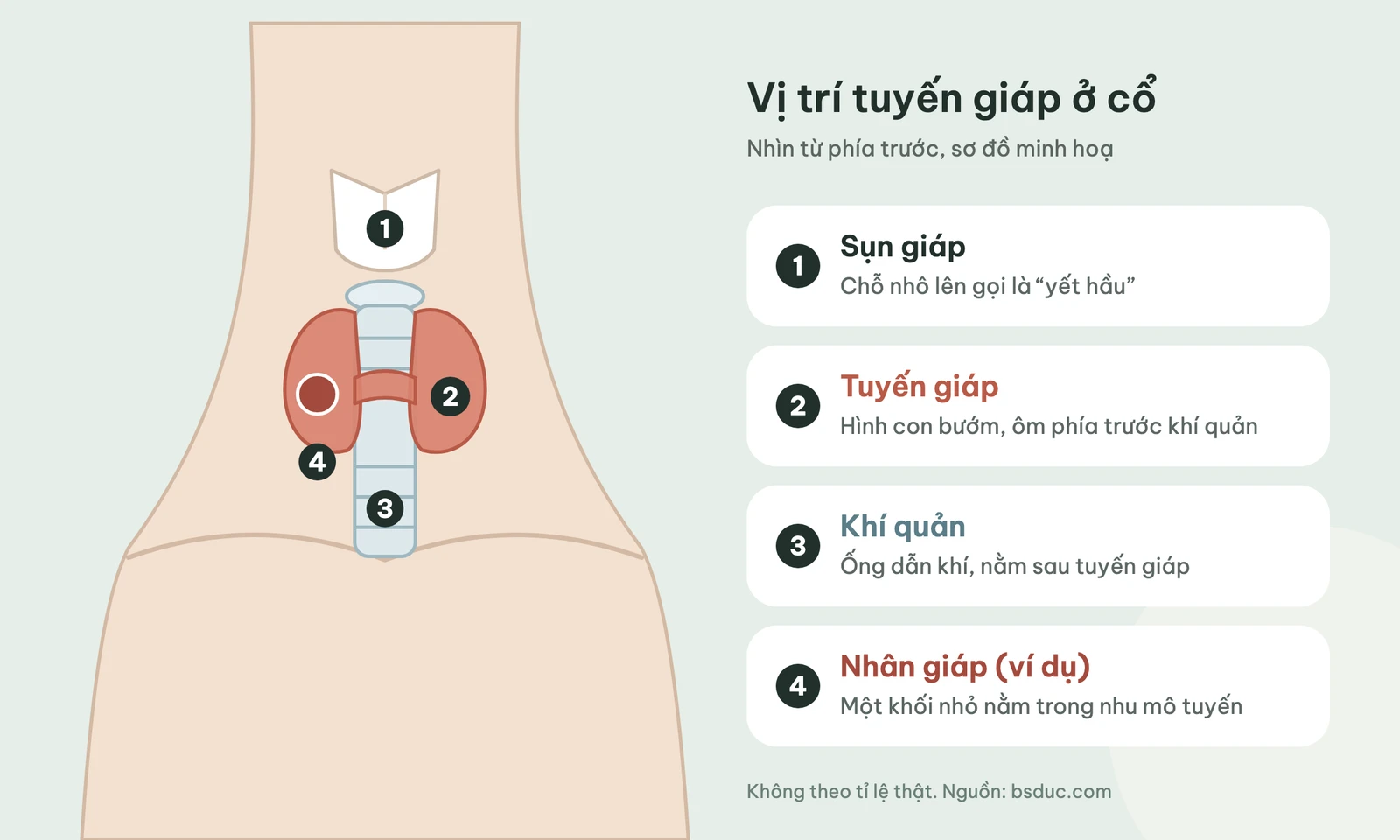 Sơ đồ vị trí tuyến giáp ở phía trước cổ, ôm quanh khí quản, có một nhân giáp minh hoạ