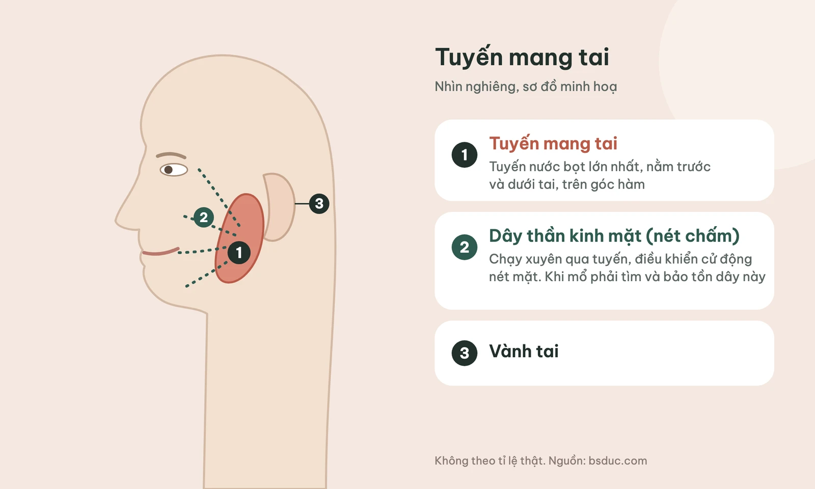 Sơ đồ vị trí tuyến mang tai nằm trước và dưới tai, có dây thần kinh mặt chạy xuyên qua