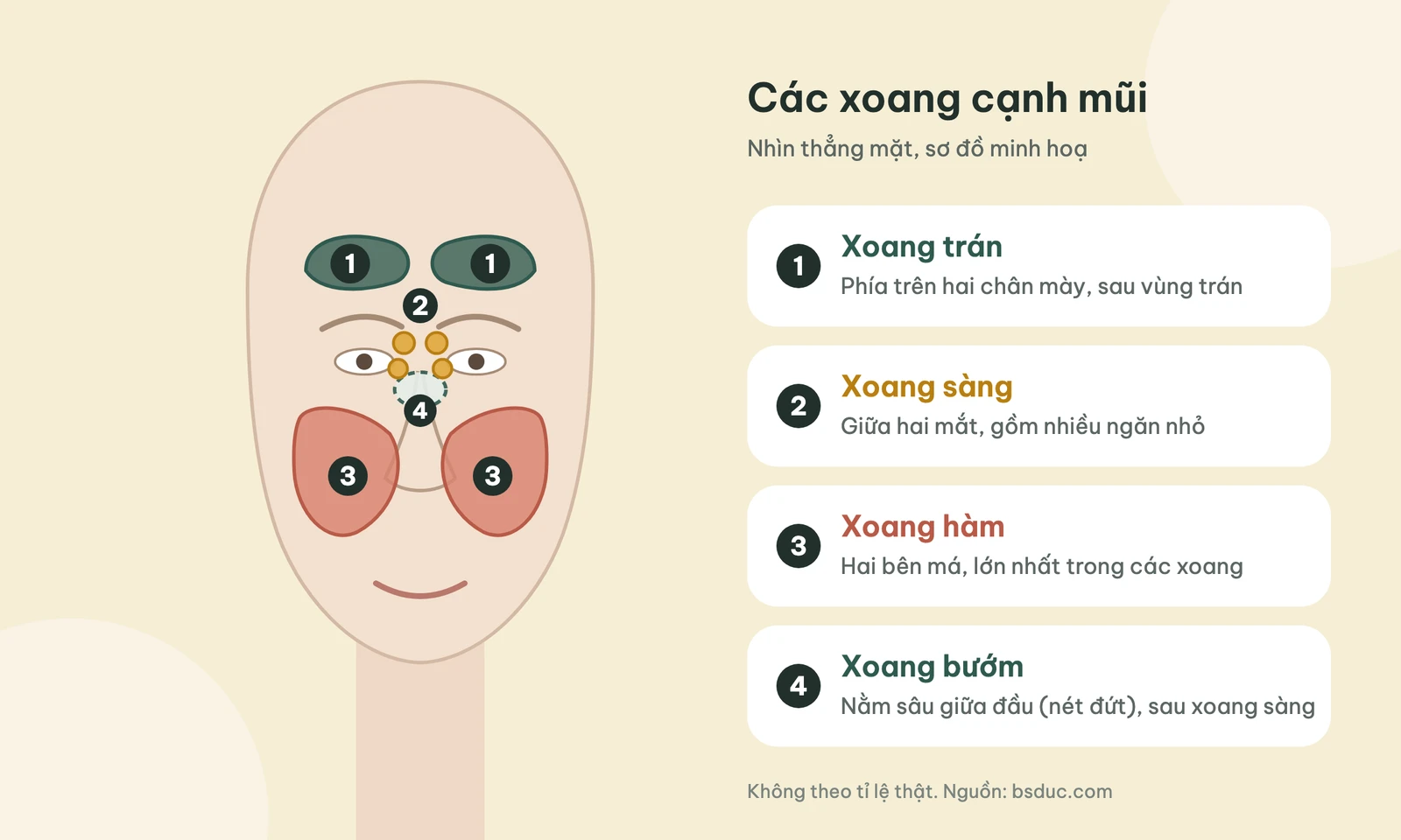 Sơ đồ vị trí bốn nhóm xoang cạnh mũi: xoang trán, xoang sàng, xoang hàm và xoang bướm